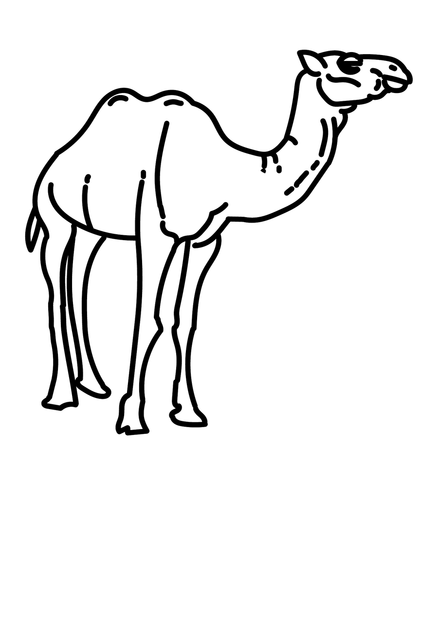 Camel