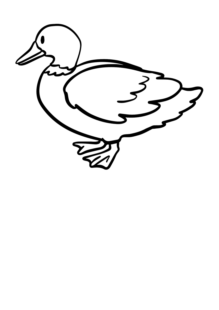 Duck